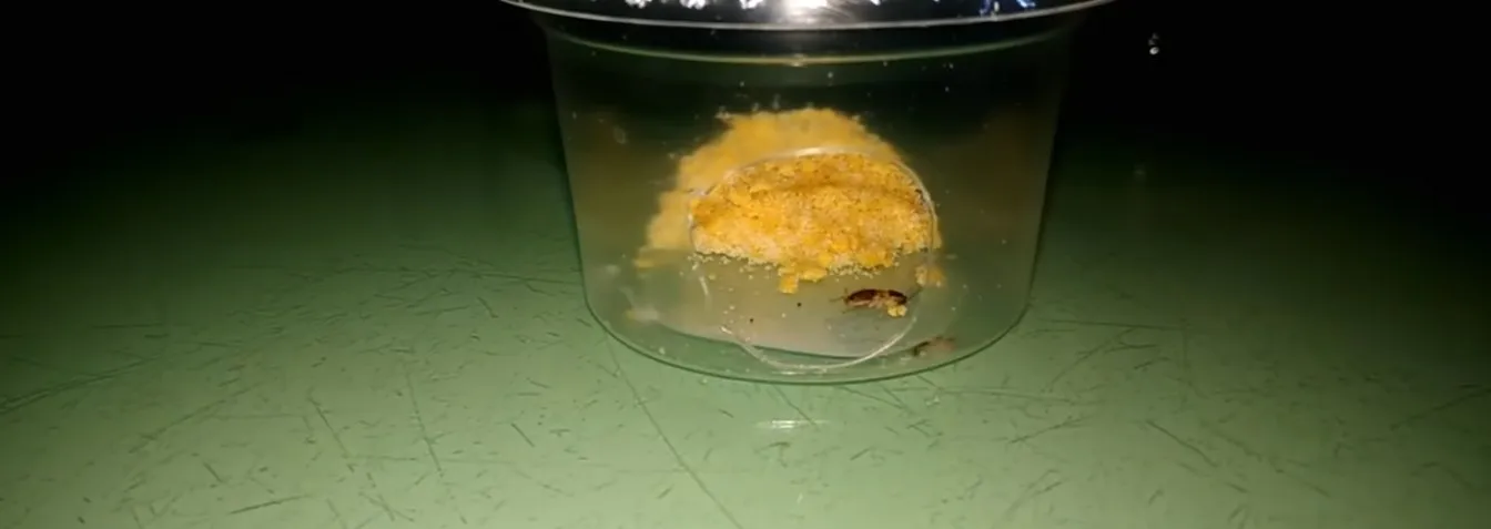 自製誘餌在家也能自己殺蟑螂