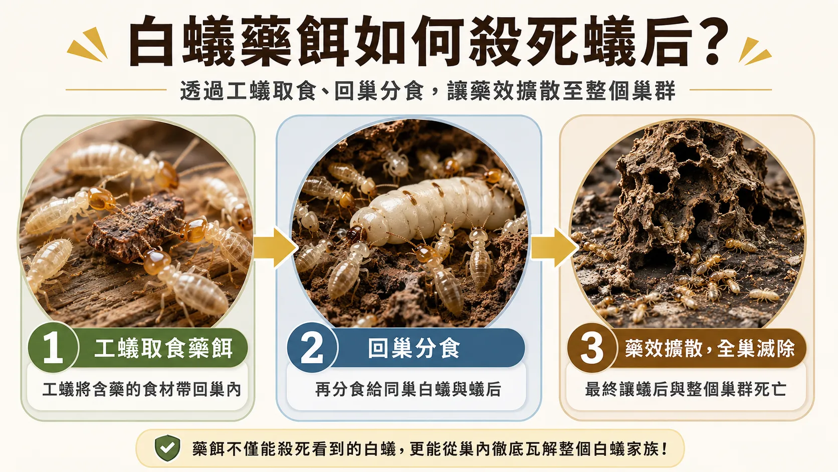投藥怎麼殺死白蟻呢？